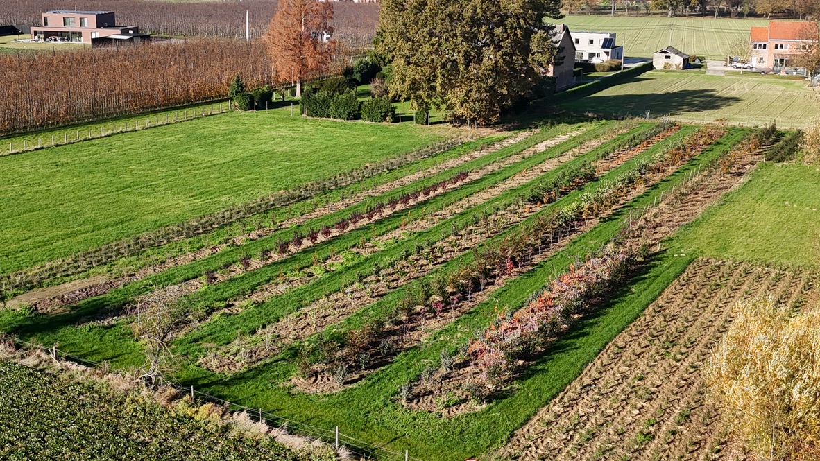 Beplanting