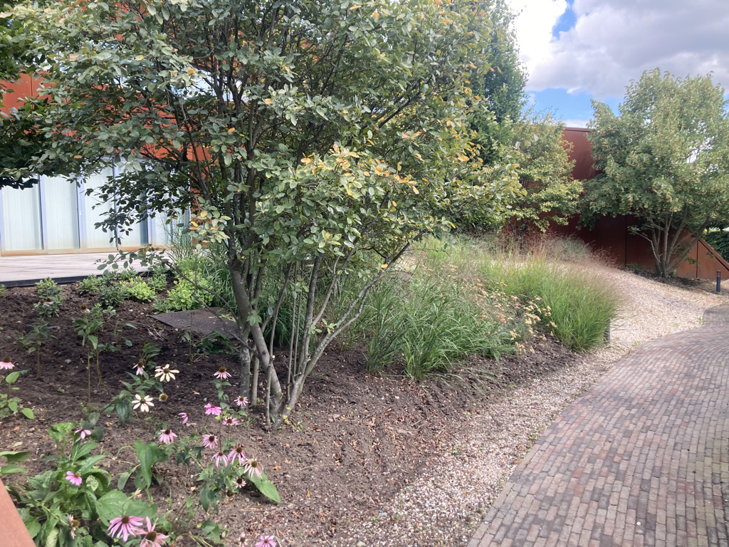 Beplanting