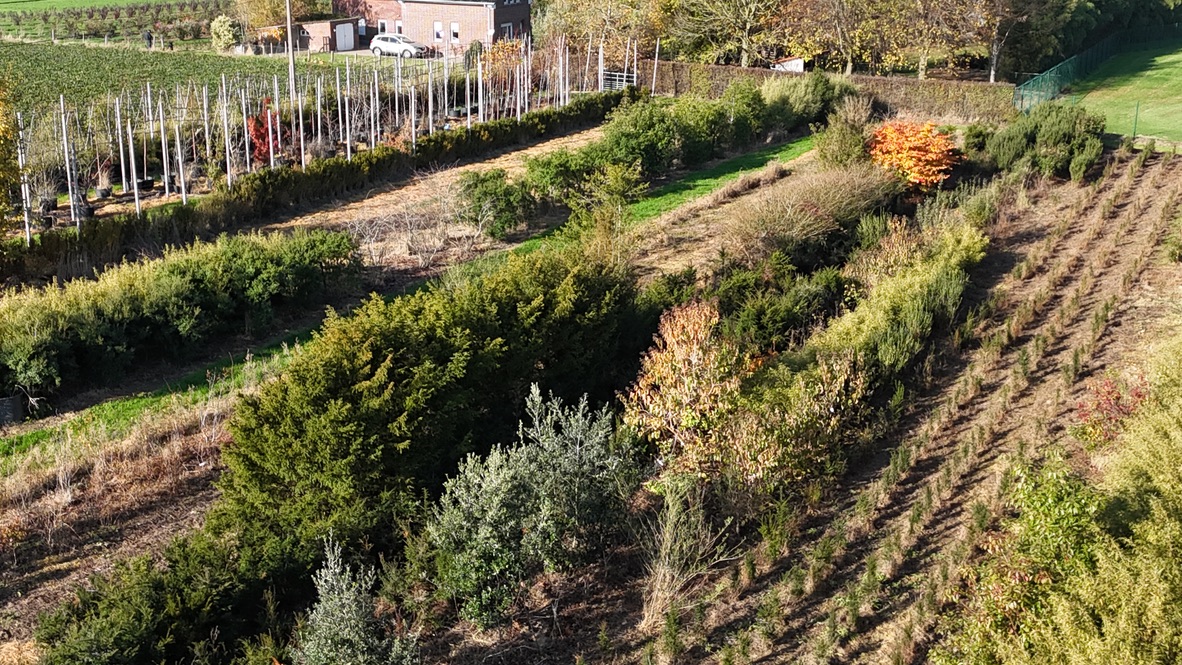 Beplanting