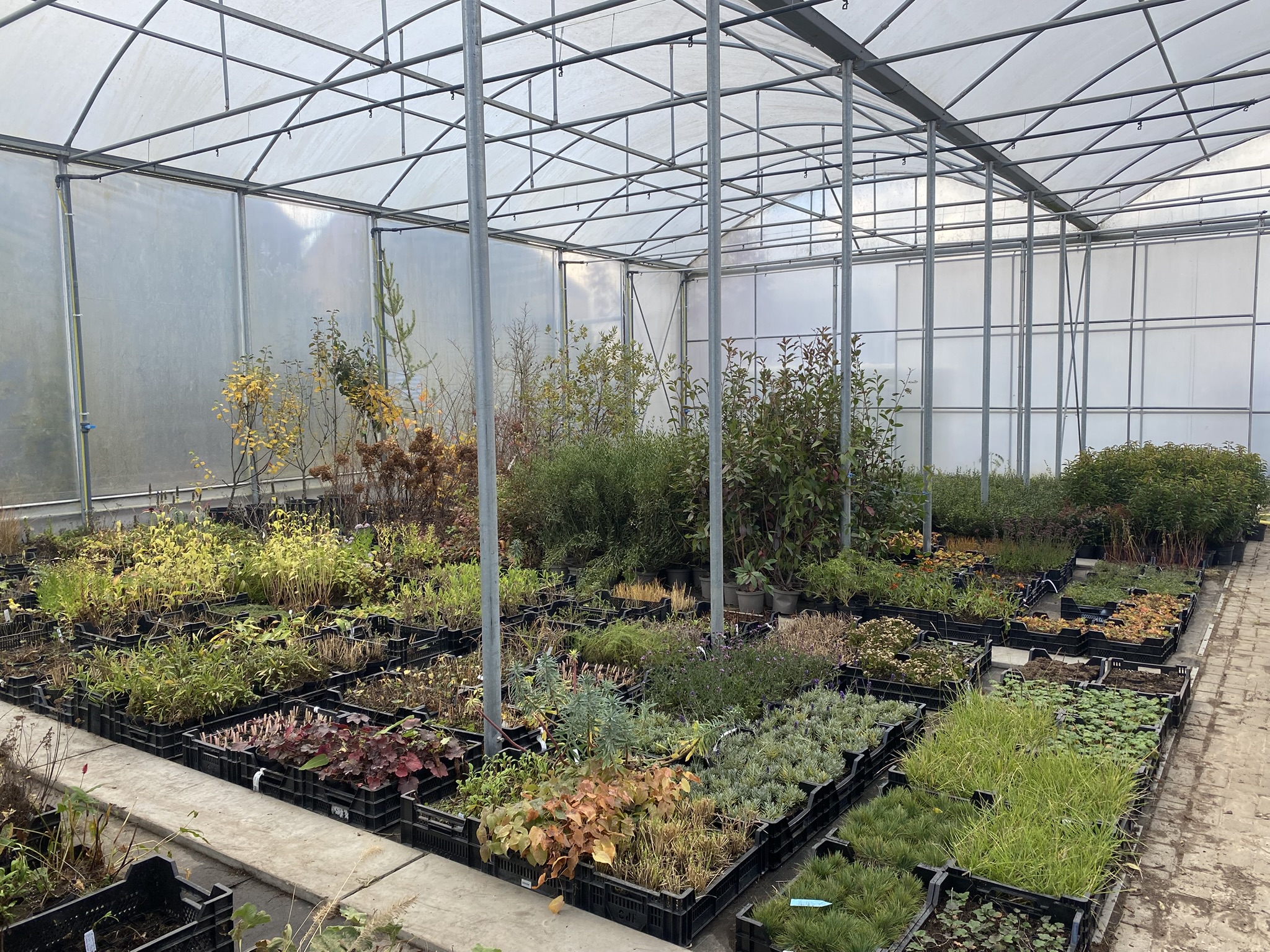 Planten